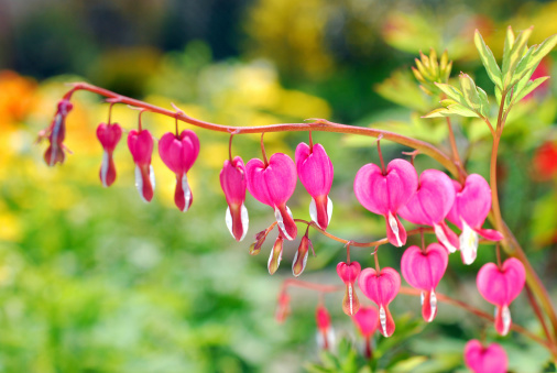 Pink Bleeding Heart flowers ( Dicentra spectabilis)in spring garden