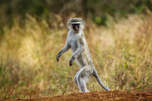 Baboon searching for food in the rain in the green season in the Kruger National Park in South Africa