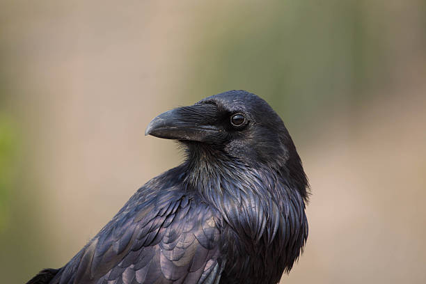 istock Raven closeup in Yellowstone National Park 178399222