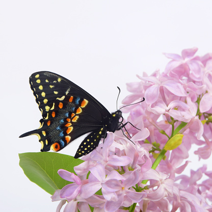 A studio shot of a live black swallowtail butterfly from the eastern USA sitting on a lilac branch.