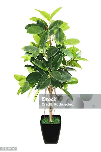 Ficus Elastica In Black Flowerpot On White Stock Photo - Download Image Now