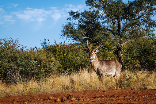 Common Waterbuck majestic horned male in Kruger National park, South Africa ; Specie Kobus ellipsiprymnus family of Bovidae