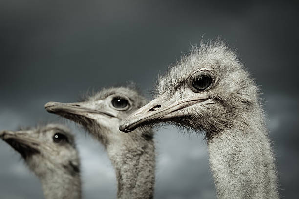 Ostriches stock photo