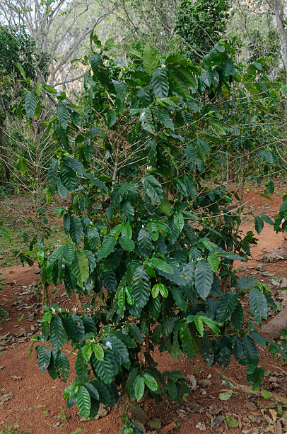 istock Coffee plant, Coffea 178399715