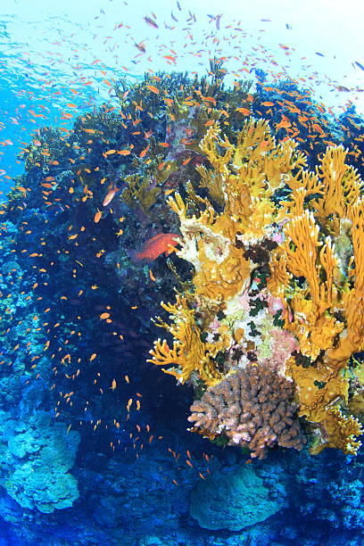 istock Marine Life in the Red Sea 178399883