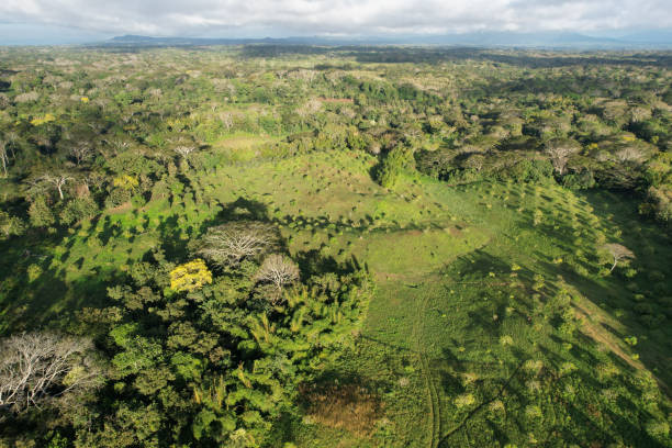 istock Farm field with growing avocado trees 1784002249