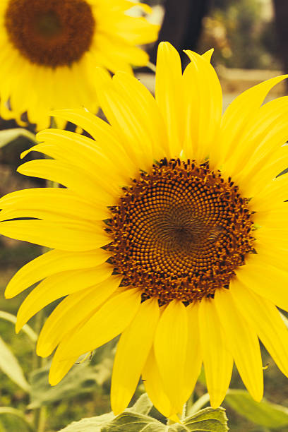 Dos amarillo sunflowers en campo - foto de stock