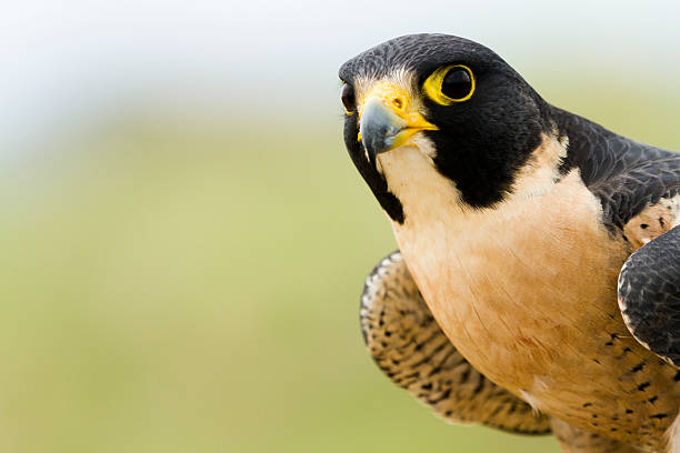 istock Peregrine Falcon 178400279