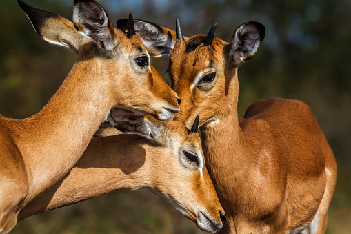 Three young Common Impala portrait bonding in Kruger National park, South Africa ; Specie Aepyceros melampus family of Bovidae