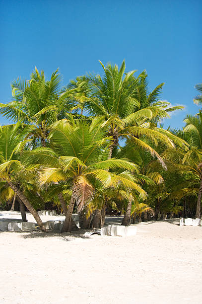 istock Fantastic tropical beach on the peninsula of Samana 178400496