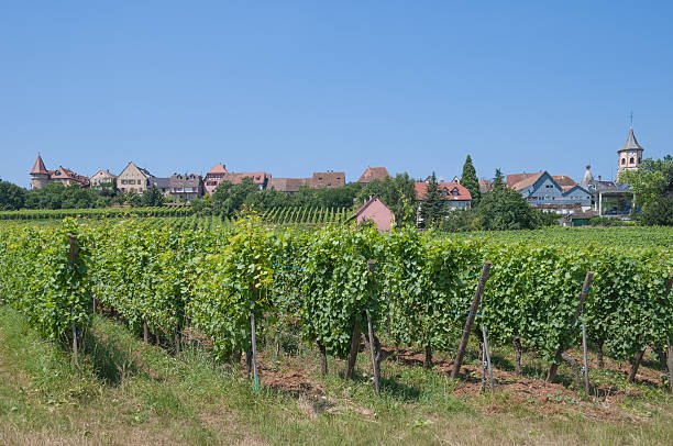 istock Zellenberg,Alsace,France 178400502