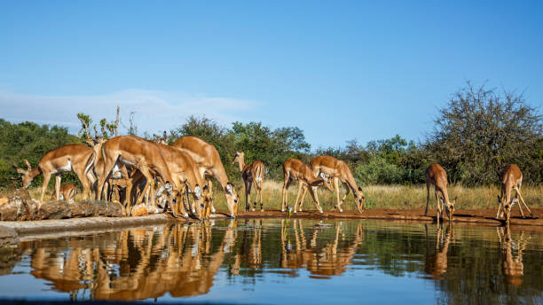 istock Common Impala in Kruger National park, South Africa 1784005468