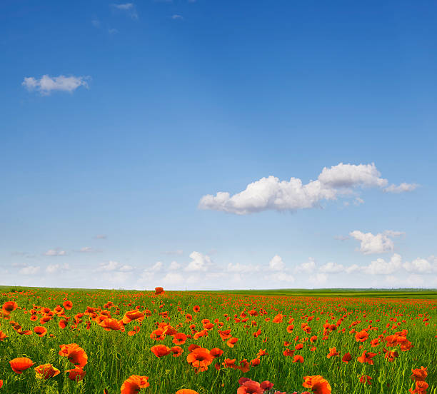 istock The field of wild poppies 178400573