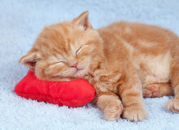 istock Little cat sleeping on the red heart-shaped pillow 178400618