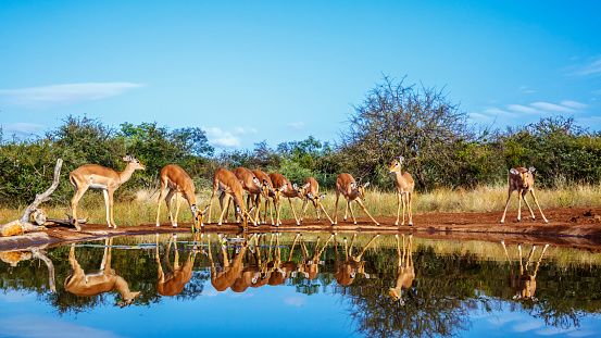 Common Impala group drinking in waterhole front view with reflection in Kruger National park, South Africa ; Specie Aepyceros melampus family of Bovidae