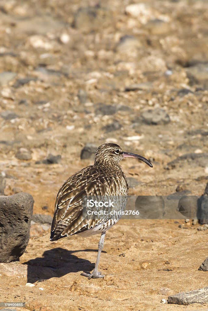 Wimbrel (numenius phaeopus) - Zbiór zdjęć royalty-free (Brzeg wody)