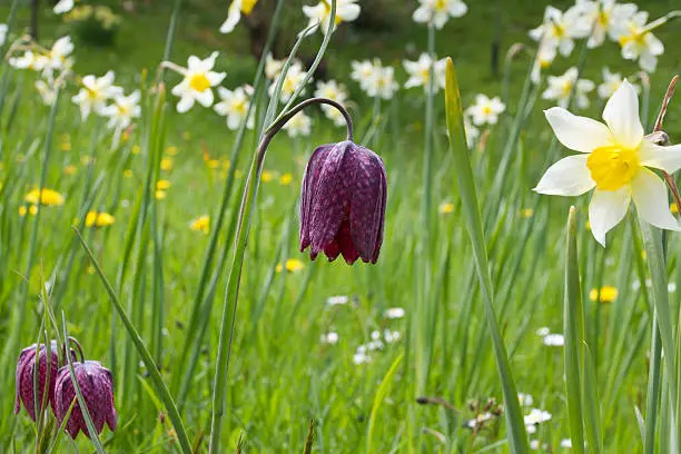 Spring meadow with focus on Snakes Head Fritillaries