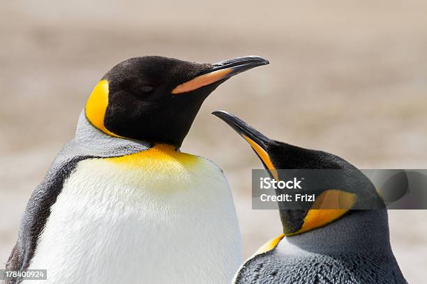 Photo libre de droit de Manchot Royal Îles Falkland banque d'images et plus d'images libres de droit de Adulte - Adulte, Blanc, Chasser