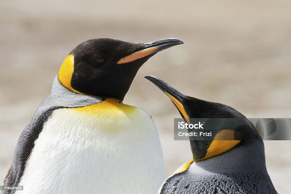 Pingwin królewski, Falklandy - Zbiór zdjęć royalty-free (Biały)