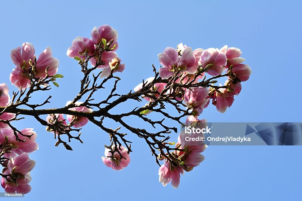Magnolia  blossoms Beautiful pink Magnolia blossom on pure blue sky April Stock Photo