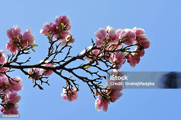Magnolia Blossoms Stock Photo - Download Image Now - April, Beauty In Nature, Blossom