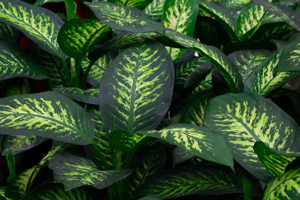 istock Close up view of Dumb cane plant (Dieffenbachia seguine - Araceae) background. 1784010530