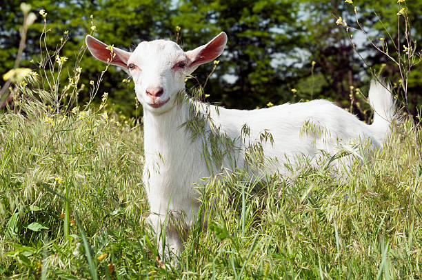 istock Funny white goat smiling on the meadow 178401055