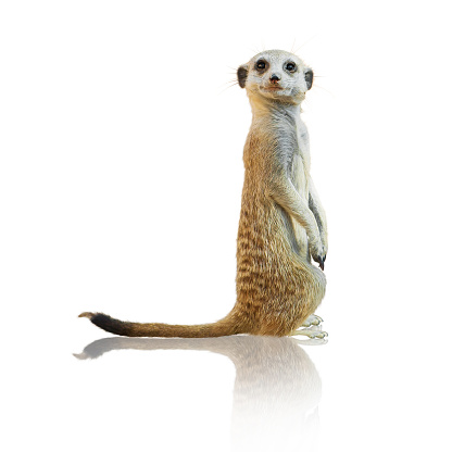 Meerkat standing on back legs on lookout. Suricata suricatta.