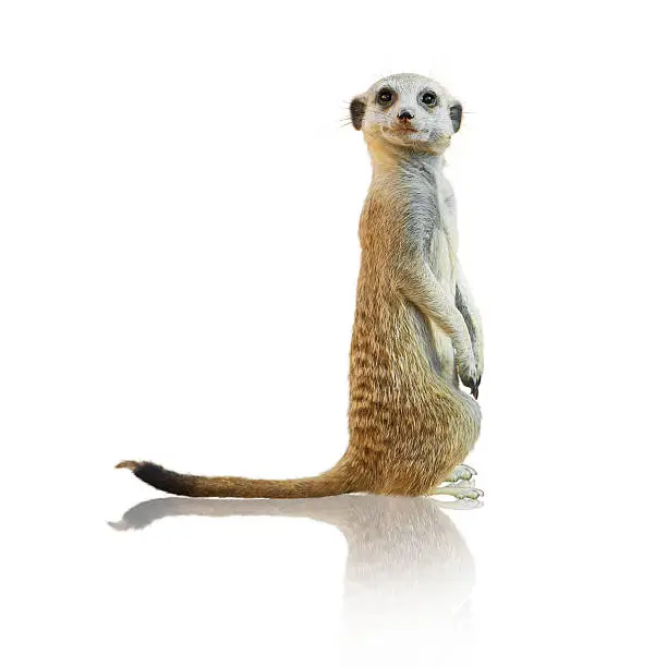 Photo of Portrait Of A Meerkat