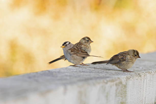 istock An adult white-crowned sparrow (Zonotrichia leucophrys) resting with its young. 1784011047