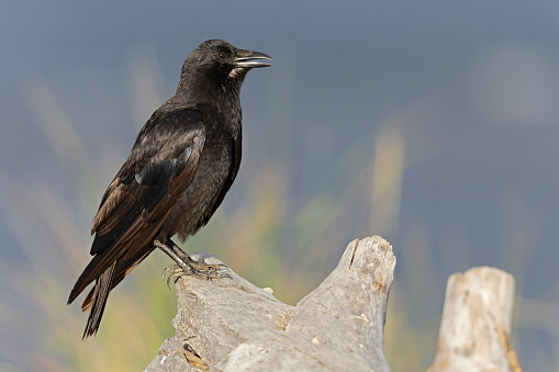 A black crow perched wih a blue water background.