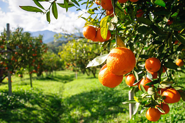 orange tree - obstgarten stock-fotos und bilder