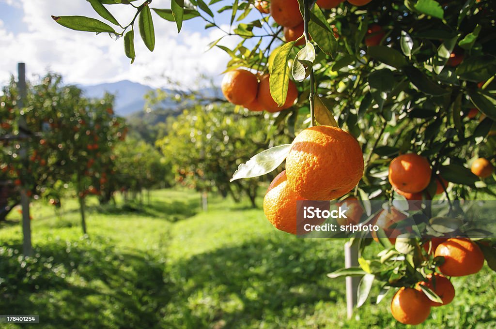 Orange tree Orange tree in a filed Orchard Stock Photo