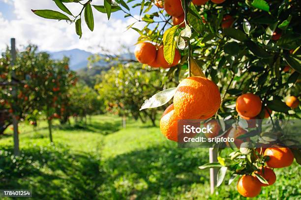 Orange Tree Stock Photo - Download Image Now - Orchard, Orange Tree, Tree