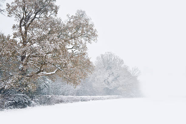 istock Winter forest snow minimalist landscape 178401560