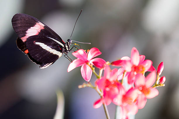 Cтоковое фото Heliconius Дорис бабочка на растение