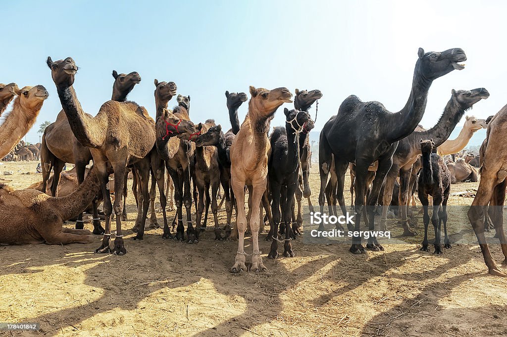 Camelos - Foto de stock de Parque de diversões - Evento de entretenimento royalty-free