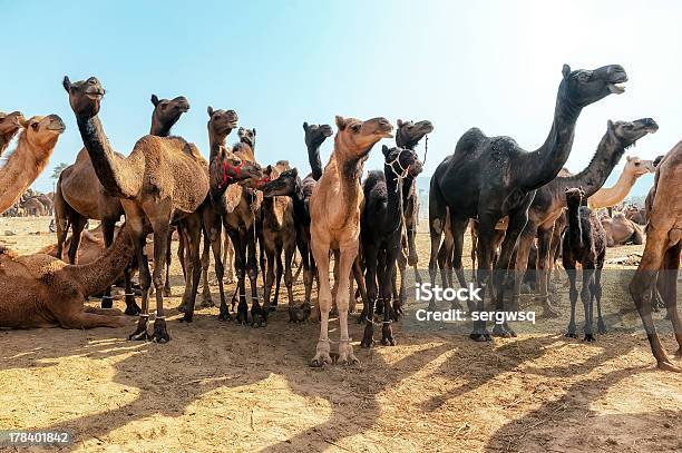 Foto de Camelos e mais fotos de stock de Parque de diversões - Evento de entretenimento - Parque de diversões - Evento de entretenimento, Pushkar, Animais de Safári