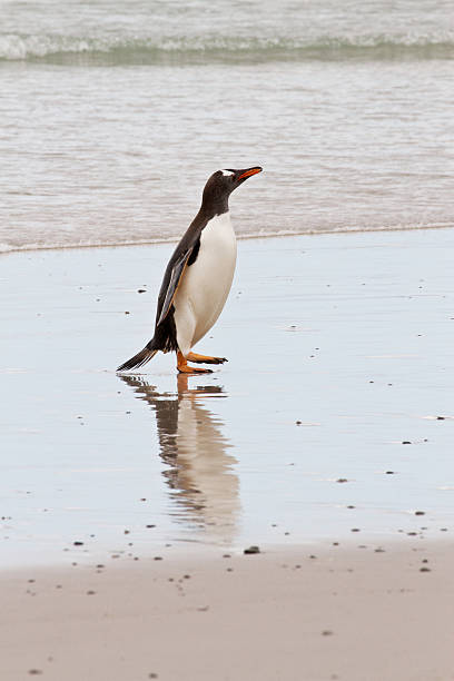 ジェンツーペンギンワドルの海 - penguin walking water adult ストックフォトと画像