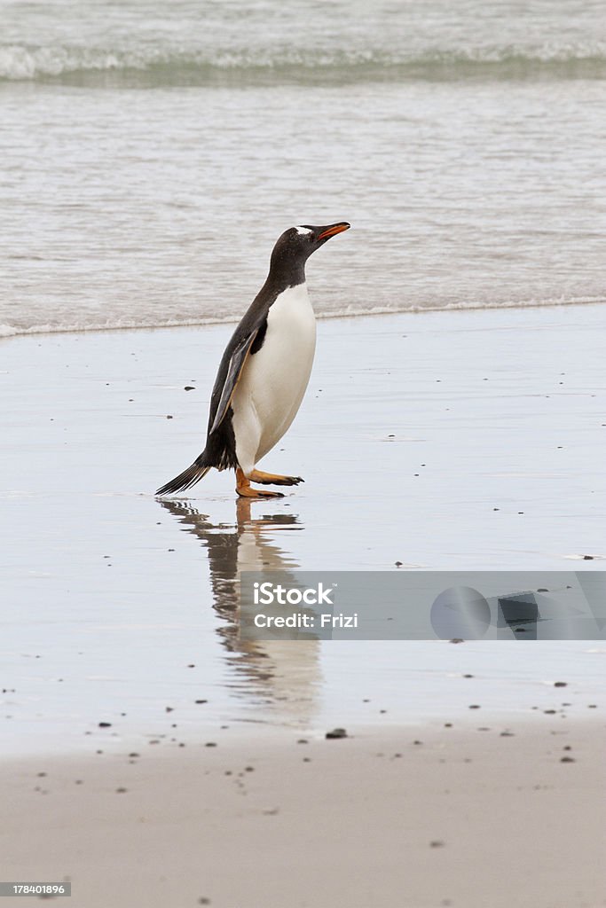 젠투펭귄 waddle 주시나요 sea - 로열티 프리 감정 스톡 사진