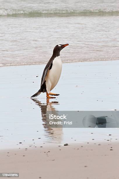 젠투펭귄 Waddle 주시나요 Sea 감정에 대한 스톡 사진 및 기타 이미지 - 감정, 걷기, 깃털