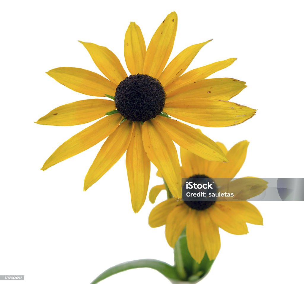 Rudbeckia purpurea flor, Aislado en blanco - Foto de stock de Amarillo - Color libre de derechos