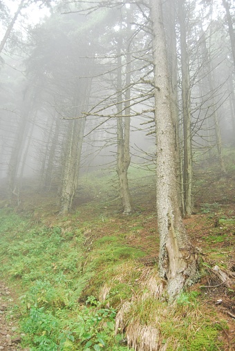 A scenic landscape of a foggy woods with a tree in the foreground and a dirt path winding its way through the trees in the background