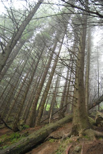 istock a forest with large trees covered in dirt and dead branches 1784022525