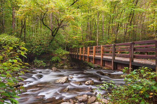 Appalacian Mountain Stream and Autumn Foliage. Great Smoky Mountains National Park, Tennessee