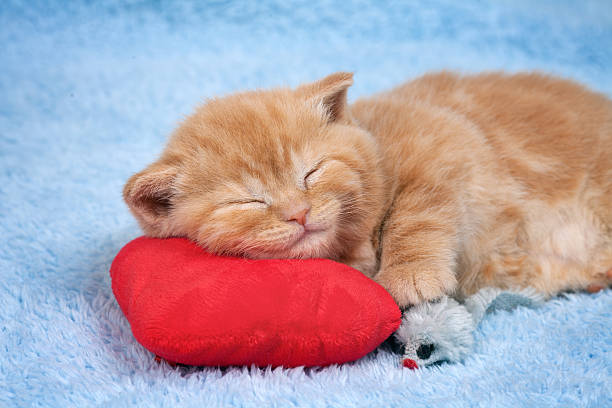 istock Little cat sleeping on the red heart-shaped pillow 178402524