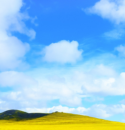 vibrant landscape under a bright blue sky with scattered clouds. The landscape is dominated by a rolling hill with a smooth, unbroken covering of yellow flowers or crop, likely a field of blossoming plants or a cultivated agricultural crop. The hill's crest meets the sky at the horizon, creating a clear demarcation between the earth and sky. The image is saturated with bright, vivid colors, giving it an idyllic, almost storybook quality