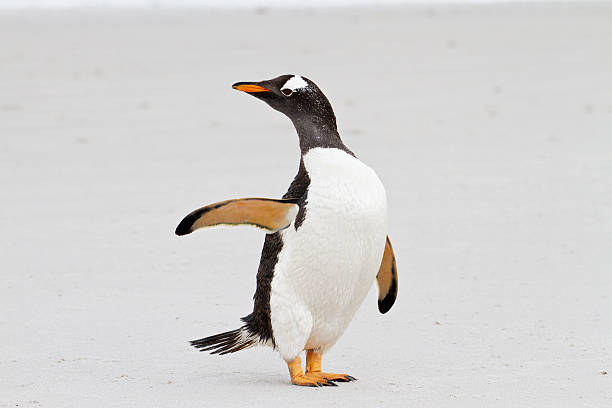 istock Gentoo penguin says hello, Falkland Islands 178402788