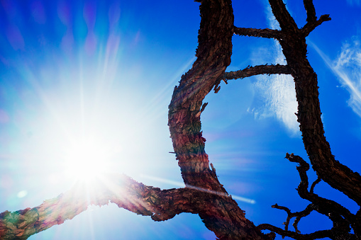A striking image captures the bold contrast of rugged tree branches against the radiant backdrop of a sun-drenched sky, creating a natural interplay of light and texture.