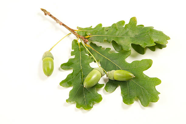 istock Oak leaves and acorns 178402926